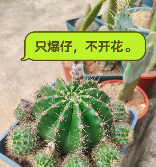 阳台炮仗花多年不开花的原因是什么？如何促进开花？