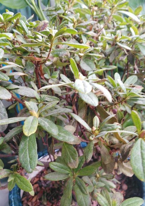 阳台炮仗花多年不开花的原因是什么？如何促进开花？