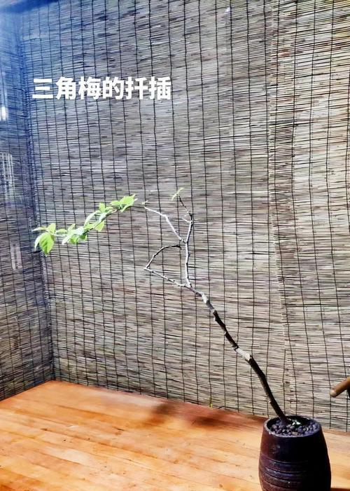 三角梅地栽种植技巧是什么？如何确保成活率？
