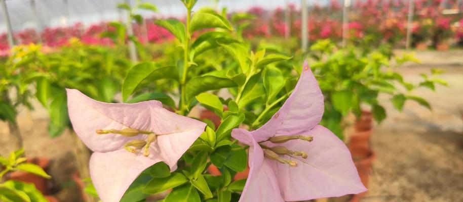 三角梅地栽种植技巧是什么？如何确保成活率？