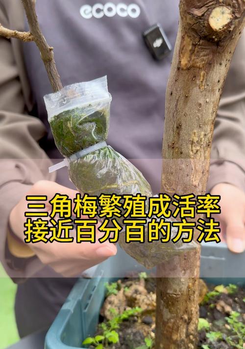 三角梅地栽种植技巧是什么？如何确保成活率？