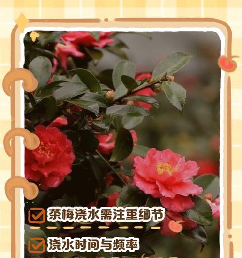 自助浇水的方法和原理是什么？如何正确使用自助浇水系统？