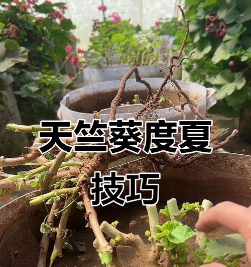 天竺葵如何安全度过夏天？夏季养护要点是什么？