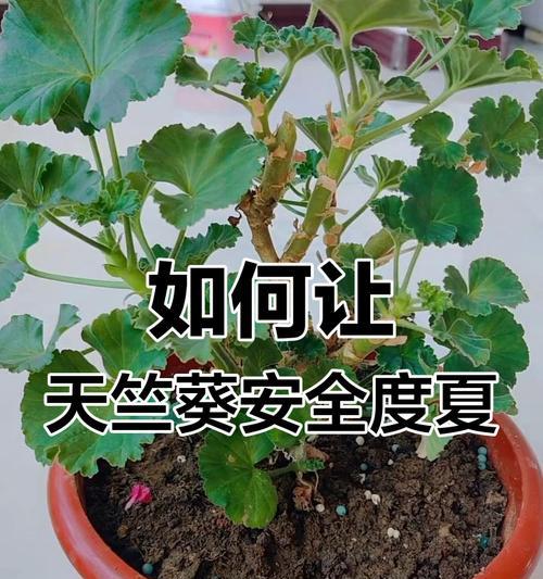 天竺葵如何安全度过夏天？夏季养护要点是什么？