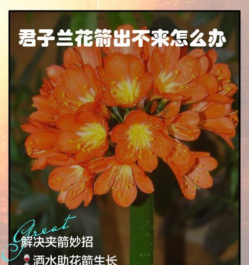 君子兰小黑虫问题的解决办法？