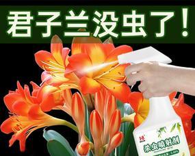 君子兰小黑虫问题的解决办法？