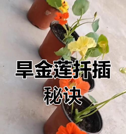 通草根的栽培技术有哪些要点？如何提高成活率？