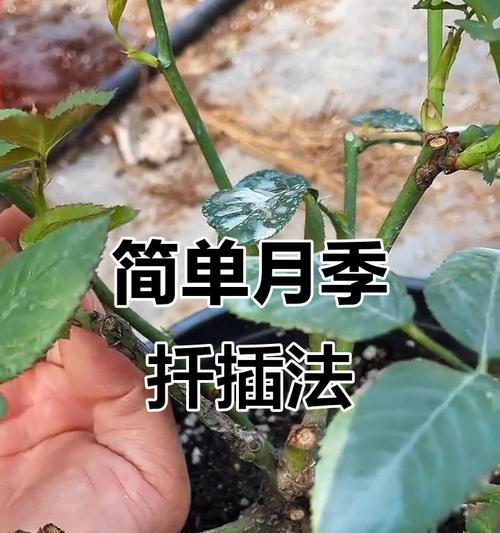 通草根的栽培技术有哪些要点？如何提高成活率？