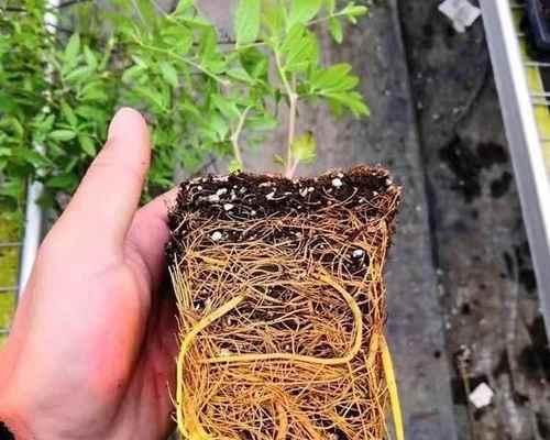 铁线莲爬藤修枝方法是什么？