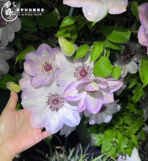 铁线莲爬藤修枝方法是什么？