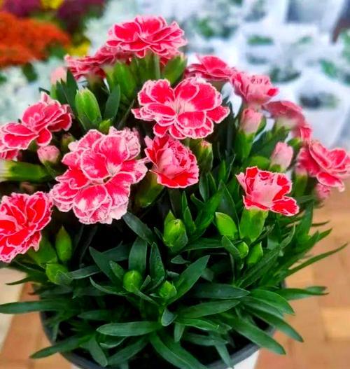 阳台适合种植哪些花卉？冬季养护要点是什么？