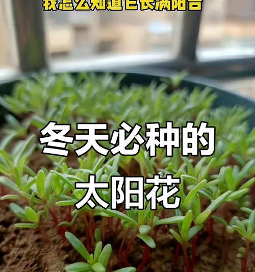 阳台适合种植哪些花卉？冬季养护要点是什么？