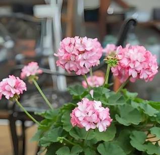 阳台适合种植哪些花卉？冬季养护要点是什么？