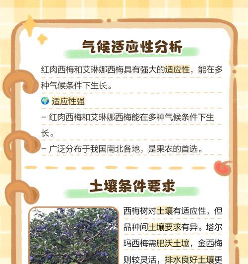 梅子秋季栽培技术要点是什么？秋季如何栽培梅子？