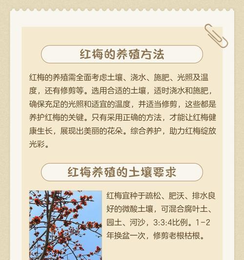 梅子秋季栽培技术要点是什么？秋季如何栽培梅子？