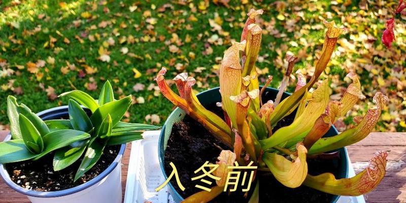 球根植物长满了盆怎么办？如何正确处理？