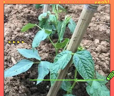 豆角浇水过多：如何补救？