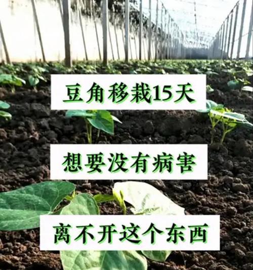 豆角浇水过多：如何补救？