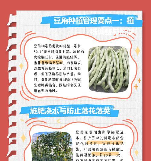 豆角浇水过多：如何补救？