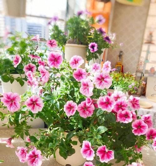 夏天阳台花盆里种什么花最适宜？