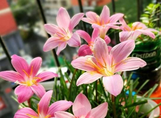 夏天阳台花盆里种什么花最适宜？