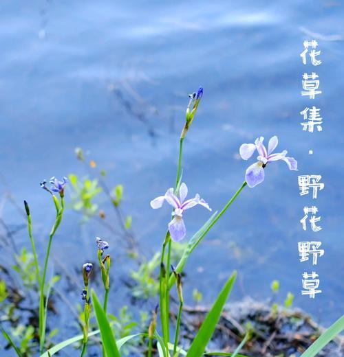 顺平县野生花卉种类有哪些？