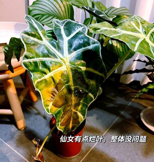 换盆后铁线莲缓苗期浇水方法是什么？