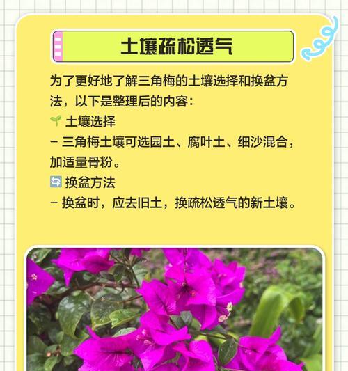 三角梅根没土了怎么养？如何进行养护？