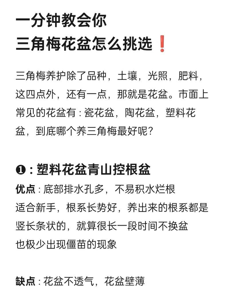 三角梅根没土了怎么养？如何进行养护？