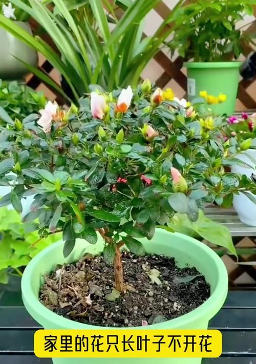 如何养花才能使枝繁叶茂？有哪些技巧？