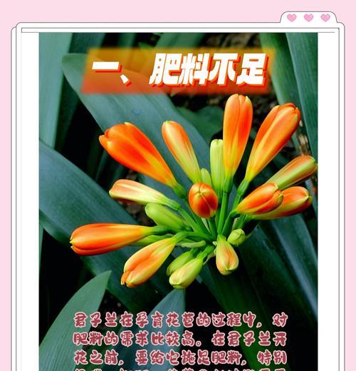 君子兰留叶型花的技巧和注意事项有哪些？