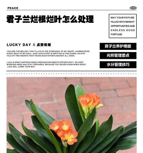 君子兰留叶型花的技巧和注意事项有哪些？