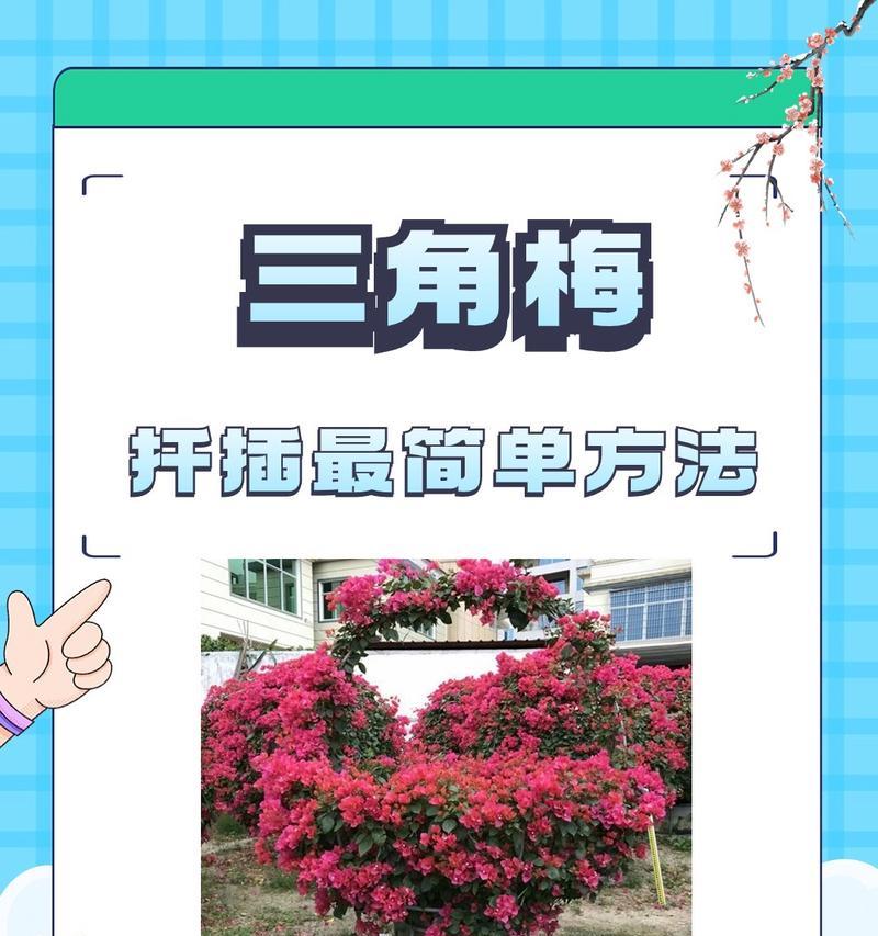 三角梅高提修剪方法是什么？如何保持形状美观？