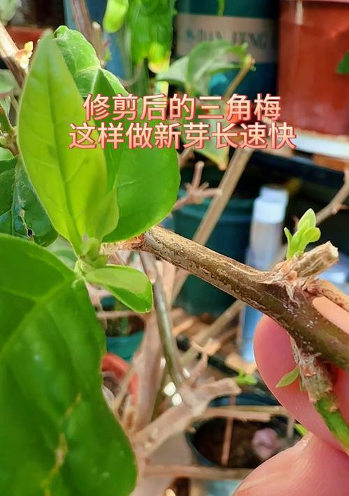 三角梅高提修剪方法是什么？如何保持形状美观？