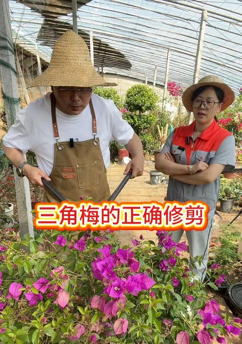 三角梅高提修剪方法是什么？如何保持形状美观？