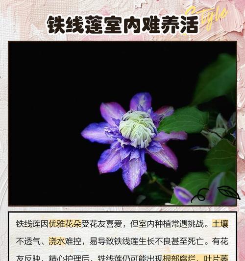 不搭架子种植铁线莲的方法是什么？