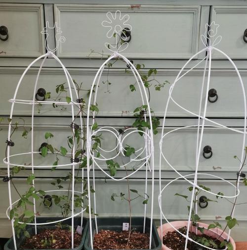 不搭架子种植铁线莲的方法是什么？