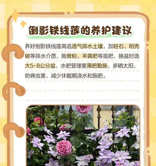 不搭架子种植铁线莲的方法是什么？