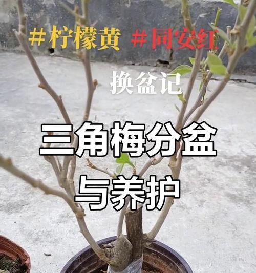 大颗三角梅的养护技巧有哪些？