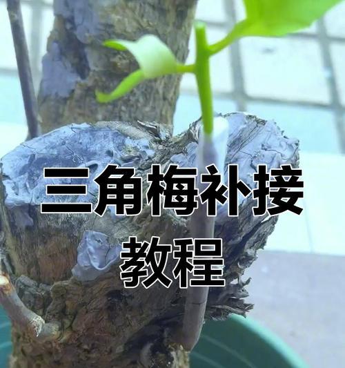 大颗三角梅的养护技巧有哪些？