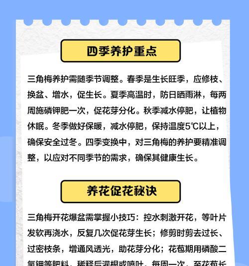大颗三角梅的养护技巧有哪些？