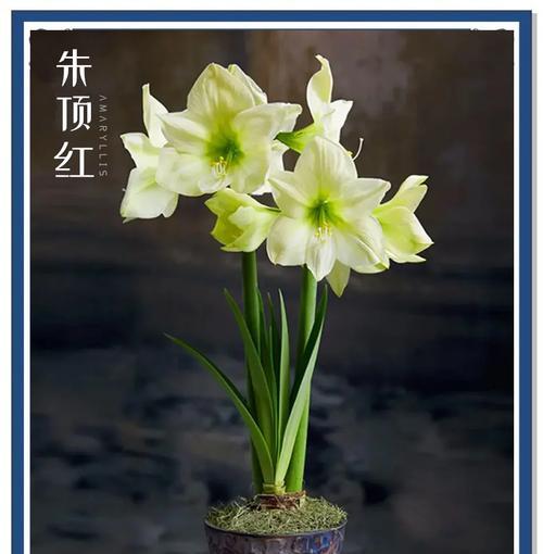朱顶红冒芽期应该使用什么肥料？施肥技巧。