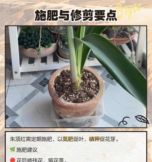 朱顶红冒芽期应该使用什么肥料？施肥技巧。