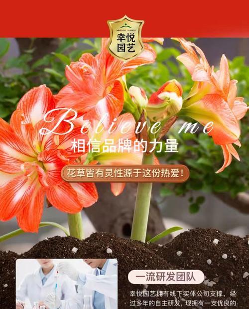 朱顶红冒芽期应该使用什么肥料？施肥技巧。