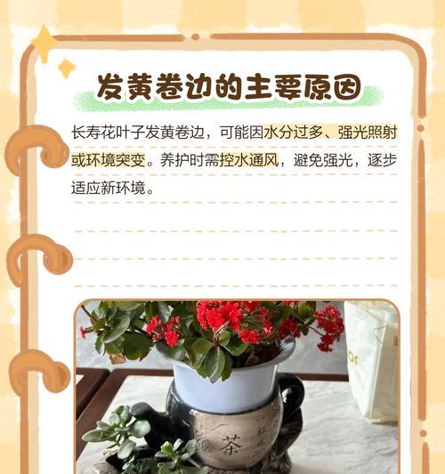 云霄花叶子发黄的处理方法？