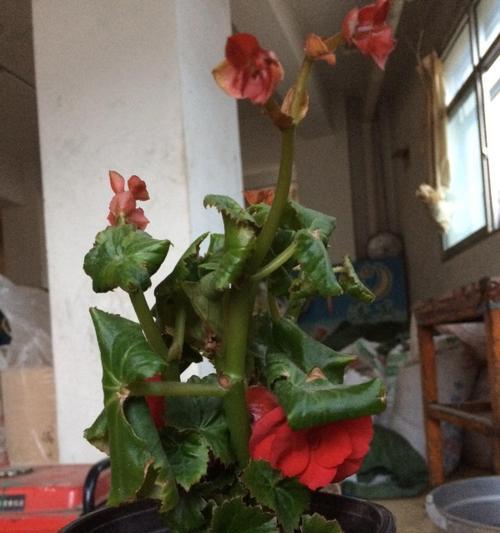 云霄花叶子发黄的处理方法？
