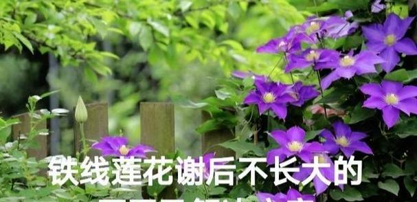 铁线莲发粘是什么问题？如何解决？