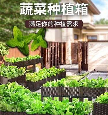君子兰茎部出现紫色是什么原因？如何处理？
