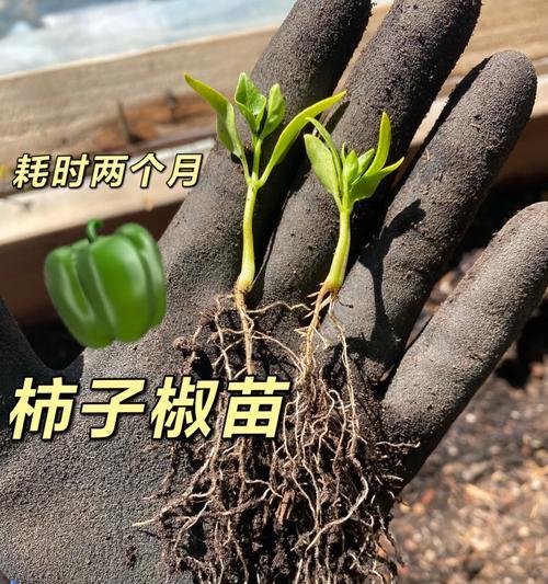 彩椒苗叶子发黄是什么原因？如何有效救治？