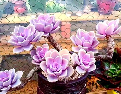 紫乐上盆后浇水方法是什么？正确步骤有哪些？